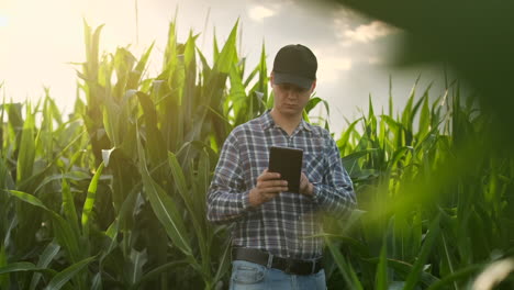 Middle-plan:Male-farmer-with-a-tablet-computer-goes-to-the-camera-looking-at-plants-in-a-corn-field-and-presses-his-fingers-on-the-computer-screen.-Soncept-of-modern-farming-without-use-of-GMO